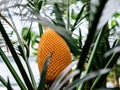 Tropical Cycad Cone