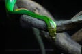 Green snake on the brown branch wild nature