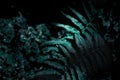 tropical dark fern green leaf on black background Royalty Free Stock Photo