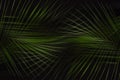 Tropical dark summer abstract nature background - green palm leaves as bizarre pattern on black color.