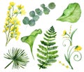 Tropical Deciduous collection with yellow flowers of acacia and Lysimachia. Royalty Free Stock Photo