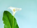 Tropical delicate big white flower with leaf. One calla lily flower on soft focus blue stucco wall background with copy Royalty Free Stock Photo