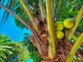 Tropical Delight: Close-Up of a Coconut Tree's Triplet Fruits in the Afternoon Royalty Free Stock Photo