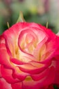 Tropical Delight Floribunda Rose in Afternoon Sun