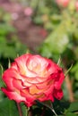 Tropical Delight Floribunda Rose