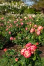 Tropical Delight Floribunda Rose in Garden