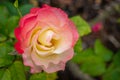 Tropical Delight Rose Bloom
