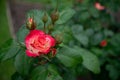 Tropical Delight Rose Bud
