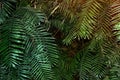 Tropical dense forest with sunbeam background, green tropical leaf Royalty Free Stock Photo