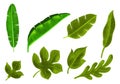 Tropical different type exotic leaves set design