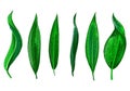 Tropical different type exotic leaves set design