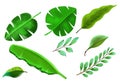 .Tropical different type exotic leaves set design