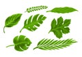 Tropical different type exotic leaves set design