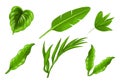 Tropical different type exotic leaves set design