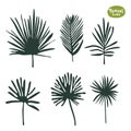 Tropical doodle Palm tree and ficus leaves collection. Set of vector isolated silhouettes on white background Royalty Free Stock Photo