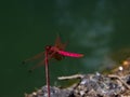 Tropical dragonfly Crimson dropwing