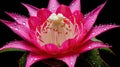 tropical dragonfruit flower