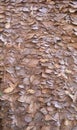 Tropical dry leaves layer on roof, natural pattern house texture background. Nature material Royalty Free Stock Photo