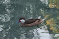 Tropical duck Royalty Free Stock Photo