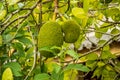 Tropical durian fruit