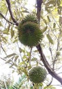 Tropical durian fruit on the tree. Young and not yet ripe. Royalty Free Stock Photo