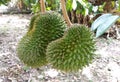 Tropical durian fruit on the tree. Young and not yet ripe. Royalty Free Stock Photo