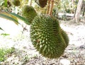 Tropical durian fruit on the tree. Young and not yet ripe. Royalty Free Stock Photo