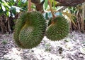 Tropical durian fruit on the tree. Young and not yet ripe. Royalty Free Stock Photo