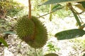 Tropical durian fruit on the tree. Young and not yet ripe. Royalty Free Stock Photo