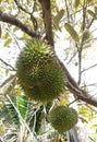 Tropical durian fruit on the tree. Young and not yet ripe. Royalty Free Stock Photo