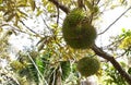 Tropical durian fruit on the tree. Young and not yet ripe. Royalty Free Stock Photo