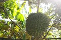 Tropical durian fruit on the tree. Young and not yet ripe. Royalty Free Stock Photo