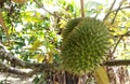 Tropical durian fruit on the tree. Young and not yet ripe. Royalty Free Stock Photo
