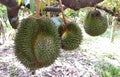 Tropical durian fruit on the tree. Young and not yet ripe.