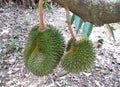 Tropical durian fruit on the tree. Young and not yet ripe. Royalty Free Stock Photo