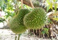 Tropical durian fruit on the tree. Young and not yet ripe. Royalty Free Stock Photo