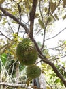 Tropical durian fruit on the tree. Young and not yet ripe. Royalty Free Stock Photo