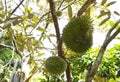 Tropical durian fruit on the tree. Young and not yet ripe. Royalty Free Stock Photo