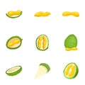 Tropical durian icon set, cartoon style Royalty Free Stock Photo