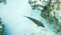 Tropical Dusky Surgeonfish with Fins Outstretched