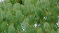 Tropical Eastern White Pine Trees. Pinus Wallichiana. Pinus Armandii Franch.