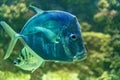 Aquarium egzotic fish Royalty Free Stock Photo