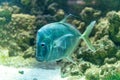 Aquarium egzotic fish Royalty Free Stock Photo