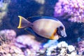 Aquarium egzotic fish Royalty Free Stock Photo