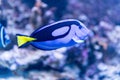 Aquarium egzotic blue fish Royalty Free Stock Photo