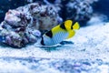 Aquarium egzotic fish Royalty Free Stock Photo