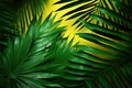 Tropical elegance Creative nature layout with green palm leaves