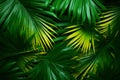 Tropical elegance Creative nature layout with green palm leaves