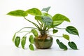 Tropical elegance House plant decor on an isolated white background