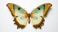 Tropical elegant butterfly with colorful wings and antennae isolated on white background. Pretty flying moth top view. Gorgeous